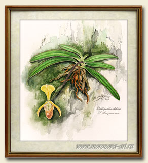 ������� Paphiopedilum helenae, ������� ���������.