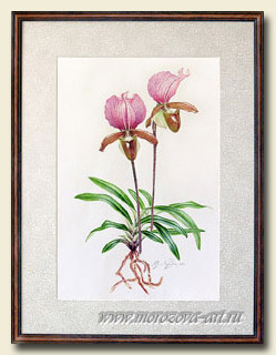������� ���������, ������� Paphiopedilum charlesworthii