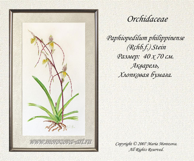 Paphiopedilum philippinense