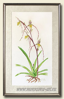 ������� ���������, ������� Paphiopedilum philippinense.